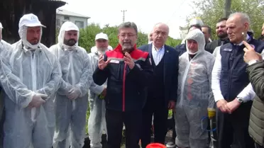 Kahverengi Kokarca ile Mücadele Planı