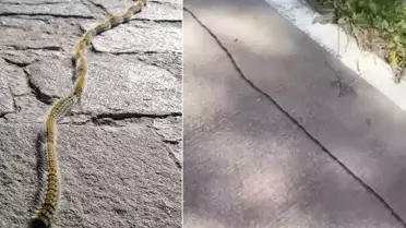 İstanbul'da ilk kez görüldü! Dokunanı zehirliyor