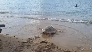 İztuzu Plajı'nda Caretta Yuvalama Hazırlıkları Başladı