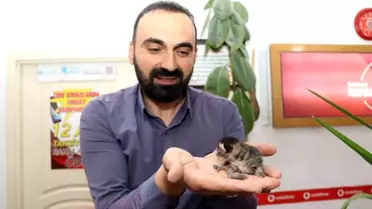 Sokak Kedisi Çekmecede Yavruladı