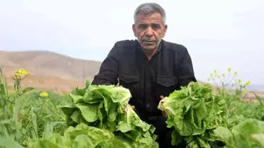 Hatay'da Marul Hasadı Kuraklıktan Etkilendi