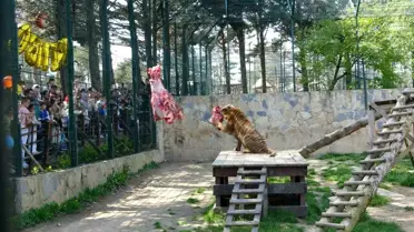 Kaplanların 6. Doğum Günü Coşkuyla Kutlandı