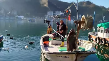 Fatsa'da Dev Mezgit Balığı Avlandı