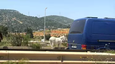 Bodrum'da Eşekler Trafiği Felç Etti