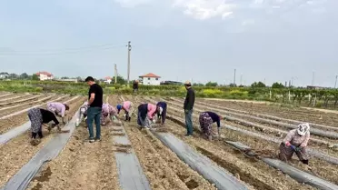 Sarıgöl'de Üzüm Çubuğu Üretimi Başladı