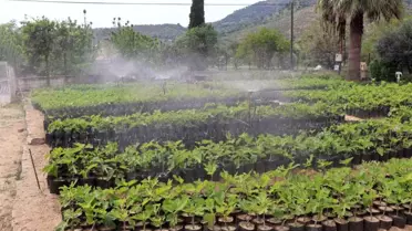 Nazilli Belediyesi'nden Kırsal Kalkınma Projesi: 18 Bin Fidan Toprakla Buluşuyor