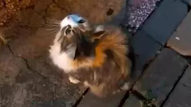 Kırıkkale'de Anne Kedi, Hareketsiz Yavrusunu İtfaiyeye Getirdi
