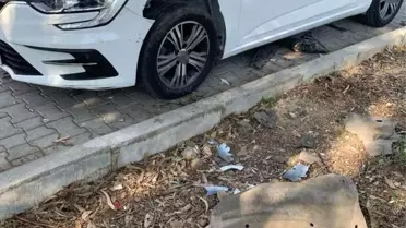 Domuzlar Fethiye'de Oto Parçaladı