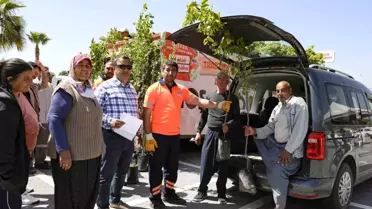 Mersin'de Çiftçilere Trabzon Hurması Fidanı Dağıtıldı