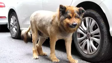 Trabzon'un Aslan Kralı: Tüyleri Kesilen Köpek