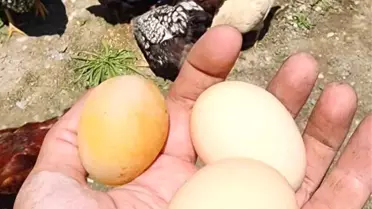 Elazığ'da Kabuksuz Yumurta Şaşkınlığı