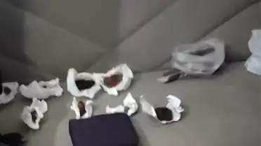 Evde Paketli Hayvan Tüyleri Bulundu