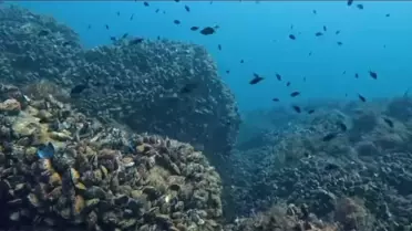 Ordu'da Su Altı Fotoğraf Yarışması