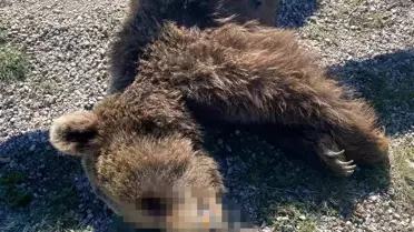 Kastamonu'da Ayı ve Yavrusuna Araç Çarptı