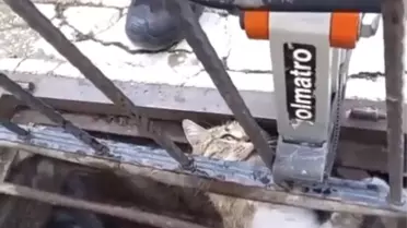 Çankırı'da Mazgala Sıkışan Kedi Kurtarıldı