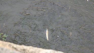 Amasya'da Yeşilırmak Nehri'nde Balık Ölümleri