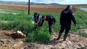 Kırıkkale'de Bataklığa Saplanan İnek Kurtarıldı