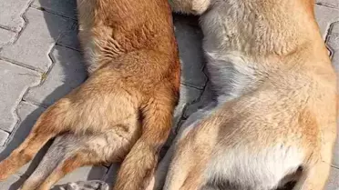 Kırşehir'de Hayvan Barınağındaki Ölüm Görüntüleri İftira Mi?