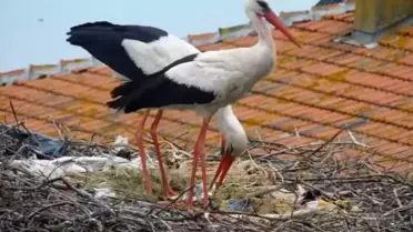 Yaren Leylek'in Yeni Yavruları