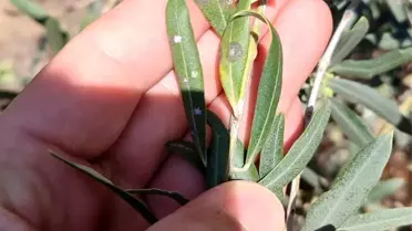 Zeytin Üreticilerine Hastalık Uyarısı