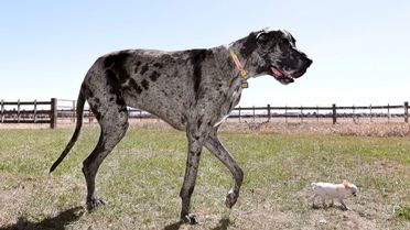 Büyük ve Küçük Köpekler Buluştu