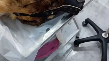 Ağın'da Köpeği Vuran Kişi Kendini Savundu