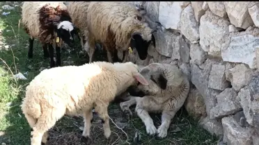 Doğanın En Güzel Dostluğu