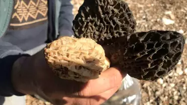 Akseki'de Kuzugöbeği Mantar Sezonu Başladı