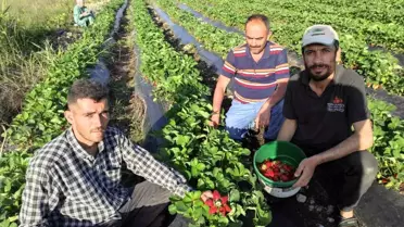 Sason'da Organik Çilek Hasadı Başladı