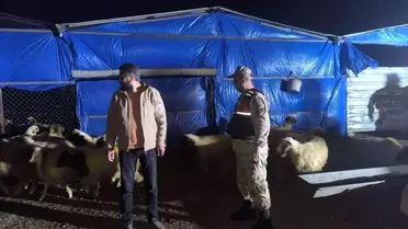 Kilis'te Kaybolan Hayvanlar Bulundu