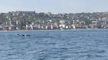 Tekirdağ'da Yüzen Yunuslar Görüntülendi
