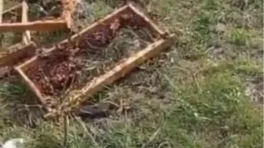 Ayı Arı Kovanlarını Parçaladı