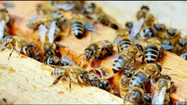 Yığılca Arısı Koruma Projesi Toplantısı