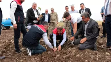 Cizre'de Fıstık ve Badem Projesi Başladı