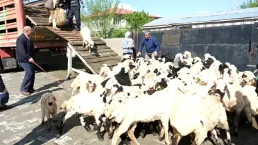 Erzincan'da Yayla Göçü Başladı