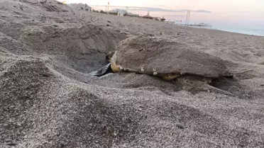 Belek'te Caretta Caretta Yuvaları Oluştu