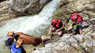 Kastamonu'da Mahsur Kalan Dana Kurtarıldı