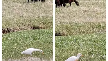 Diyadin'de Nadir Sığır Balıkçılı Görüldü