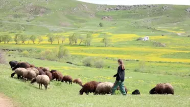 Ağrı Dağ Köyleri Çiçeklerle Renklendi