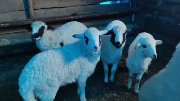 Alucra'da Hayvan Aşılama ve Küpeleme Tamamlandı