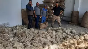 Beypazarı'nda Tiftik Alımı Başladı
