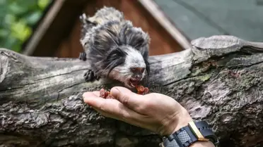 Bursa'da Beyaz Yüzlü Marmosetler Bakılıyor