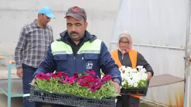 Çubuk'ta 65 Bin Çiçek Dikilecek