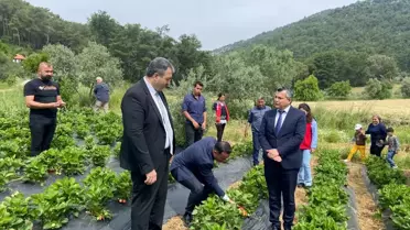 Öğrenciler Çilek ve Salep Hasadında