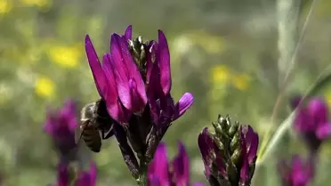 Iğdır Yaylaları Baharla Canlandı