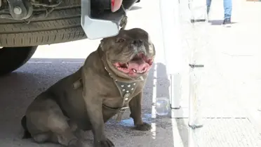 Pitbull Saldırısı: Kadın Yaralandı