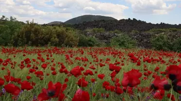 Kula'da Gelincikler Açtı