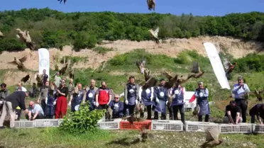 Sülünler Kahverengi Kokarcaya Karşı Doğaya Salındı