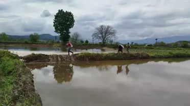 Boyabat'ta Çeltik Ekim Sezonu Başladı