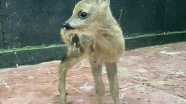 Koruma Altına Alınan Yavru Karaca